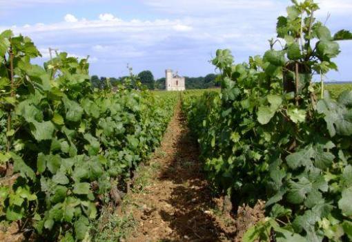 Visitaremos históricos Viñedos y Bodegas